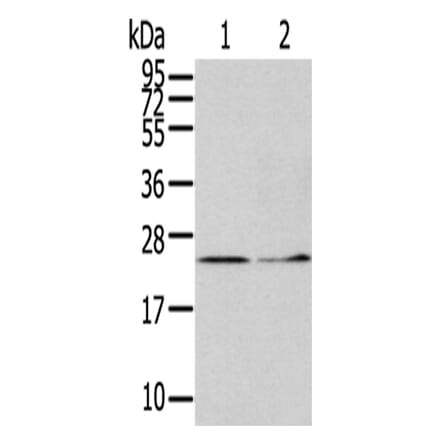 ITPA Antibody from Signalway Antibody (42788) - Antibodies.com