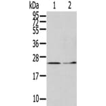 ITPA Antibody from Signalway Antibody (42788) - Antibodies.com