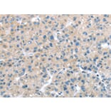 Immunohistochemistry - ITPA Antibody from Signalway Antibody (42788) - Antibodies.com