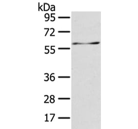 ATIC Antibody from Signalway Antibody (42810) - Antibodies.com