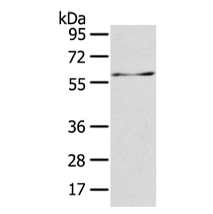 ATIC Antibody from Signalway Antibody (42810) - Antibodies.com