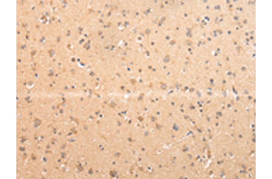 Immunohistochemistry - ATIC Antibody from Signalway Antibody (42810) - Antibodies.com