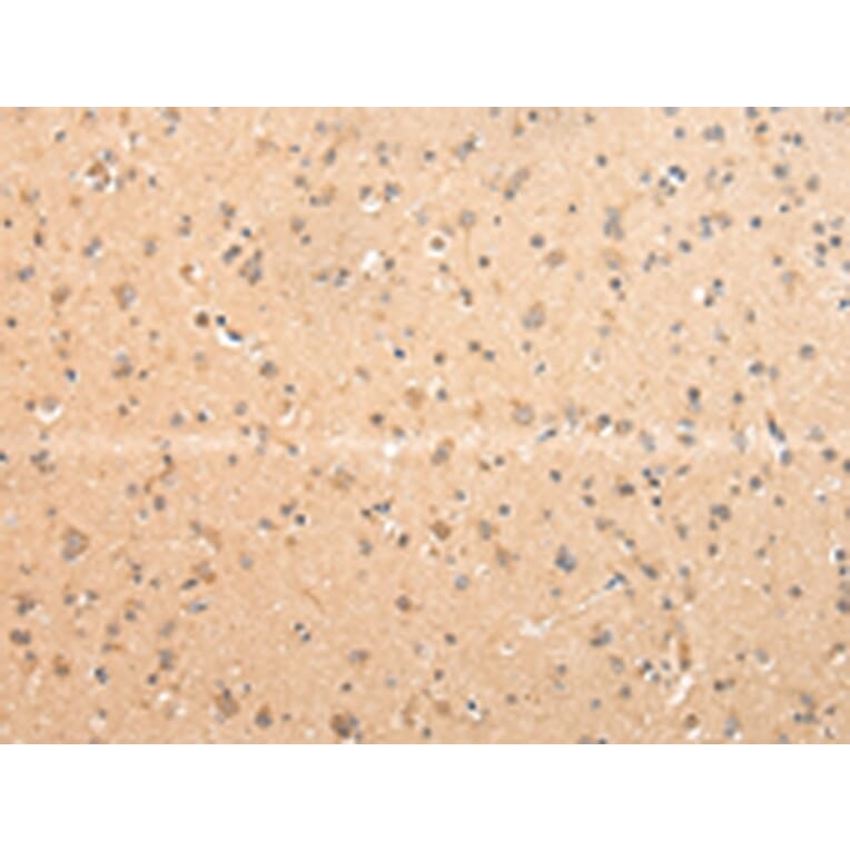 Immunohistochemistry - ATIC Antibody from Signalway Antibody (42810) - Antibodies.com