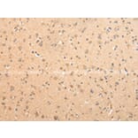 Immunohistochemistry - ATIC Antibody from Signalway Antibody (42810) - Antibodies.com