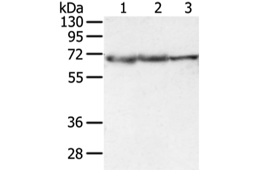 DLAT Antibody from Signalway Antibody (42811) - Antibodies.com