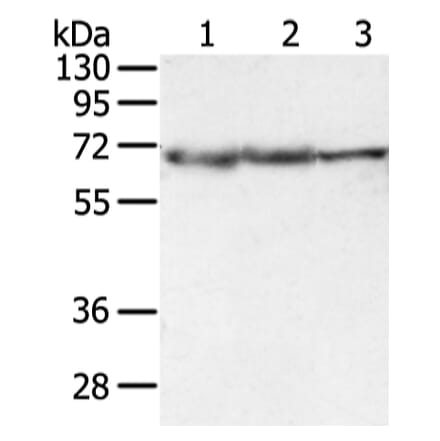 DLAT Antibody from Signalway Antibody (42811) - Antibodies.com