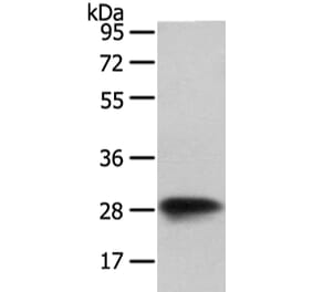 VAPA Antibody from Signalway Antibody (42826) - Antibodies.com