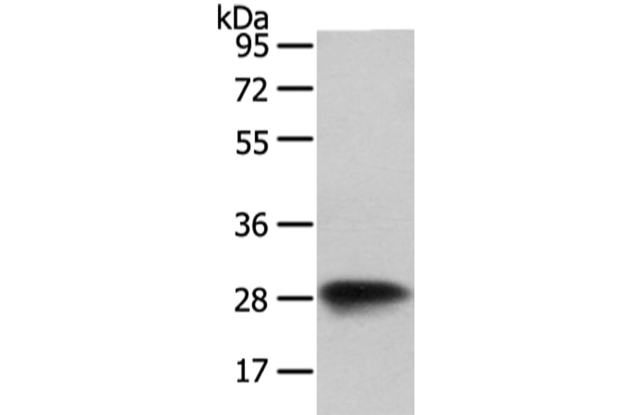 VAPA Antibody from Signalway Antibody (42826) - Antibodies.com