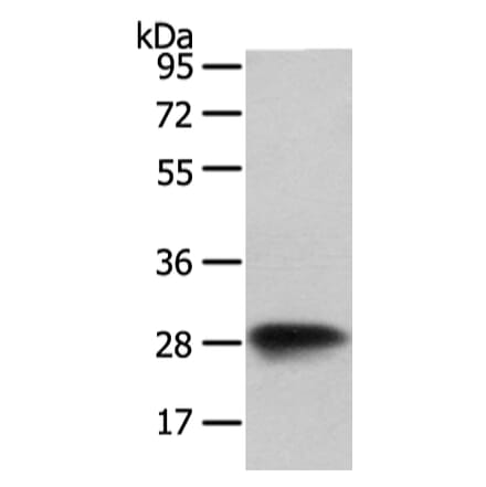 VAPA Antibody from Signalway Antibody (42826) - Antibodies.com