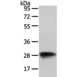 VAPA Antibody from Signalway Antibody (42826) - Antibodies.com