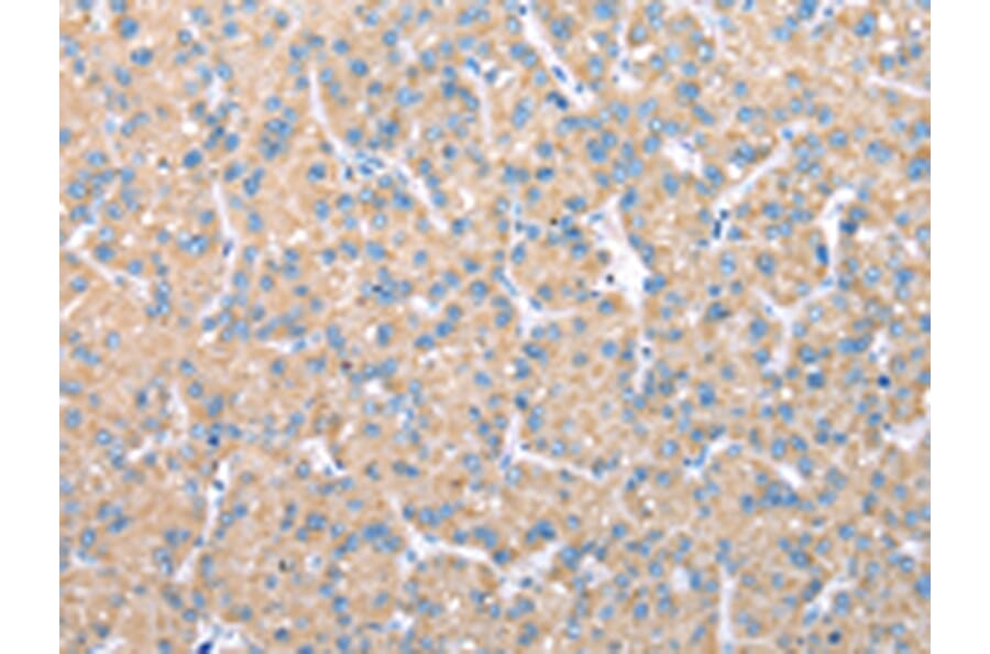 Immunohistochemistry - VAPA Antibody from Signalway Antibody (42826) - Antibodies.com