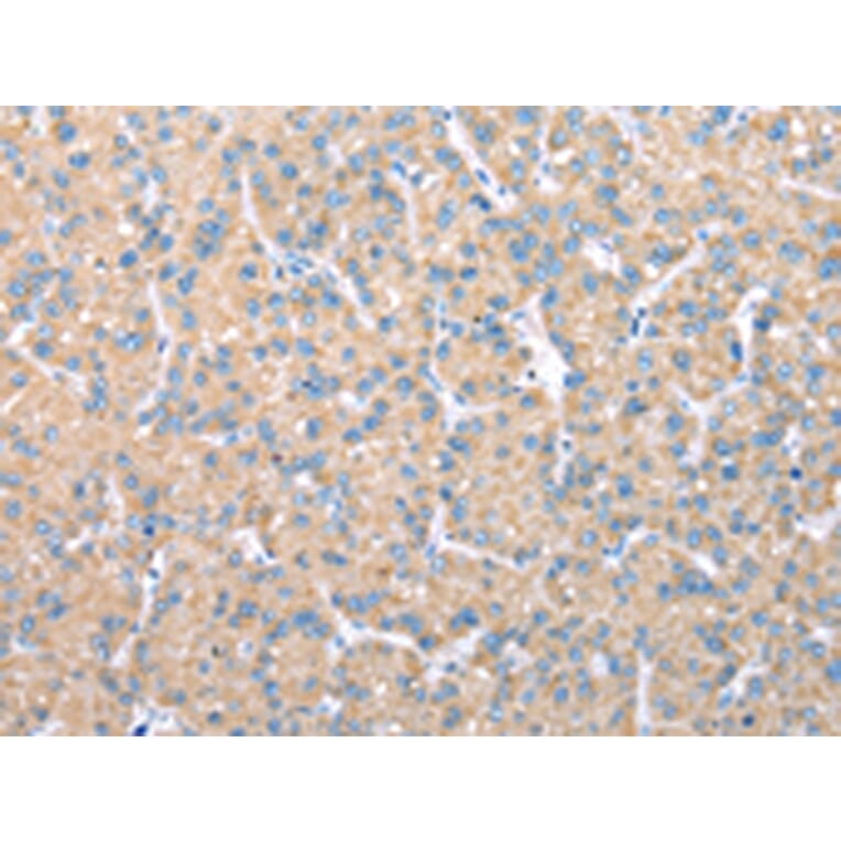 Immunohistochemistry - VAPA Antibody from Signalway Antibody (42826) - Antibodies.com