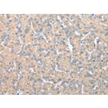 Immunohistochemistry - VAPA Antibody from Signalway Antibody (42826) - Antibodies.com