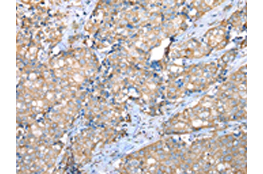 Immunohistochemistry - VAPA Antibody from Signalway Antibody (42826) - Antibodies.com