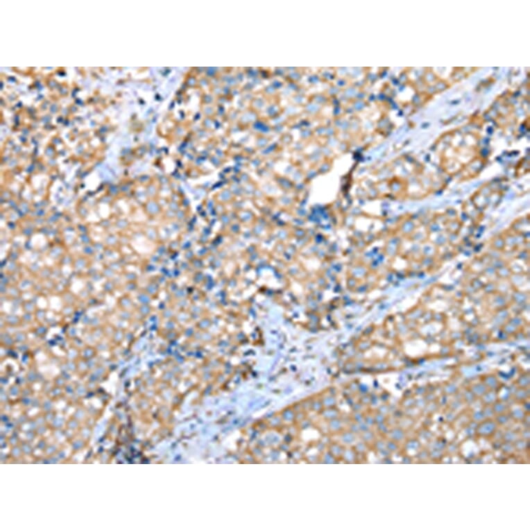 Immunohistochemistry - VAPA Antibody from Signalway Antibody (42826) - Antibodies.com