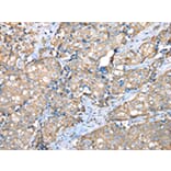 Immunohistochemistry - VAPA Antibody from Signalway Antibody (42826) - Antibodies.com