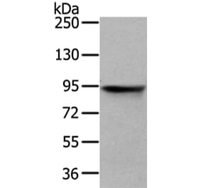 VIL1 Antibody from Signalway Antibody (42831) - Antibodies.com