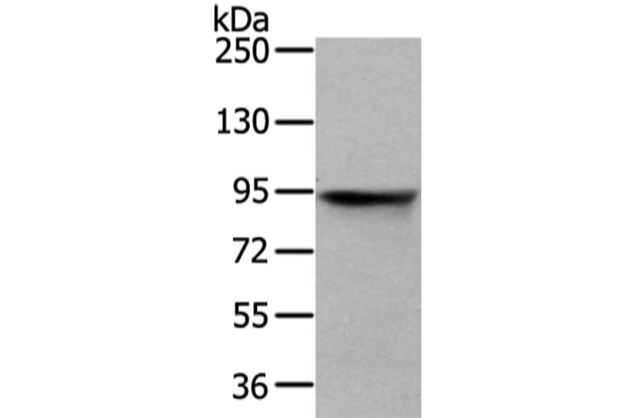 VIL1 Antibody from Signalway Antibody (42831) - Antibodies.com
