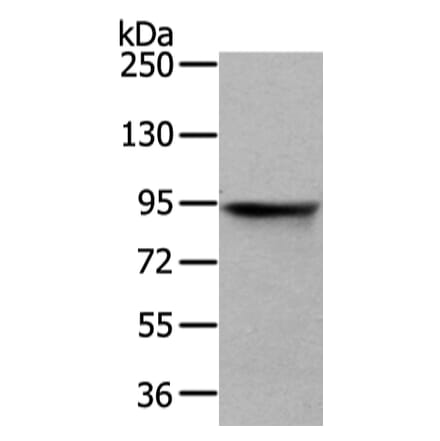 VIL1 Antibody from Signalway Antibody (42831) - Antibodies.com