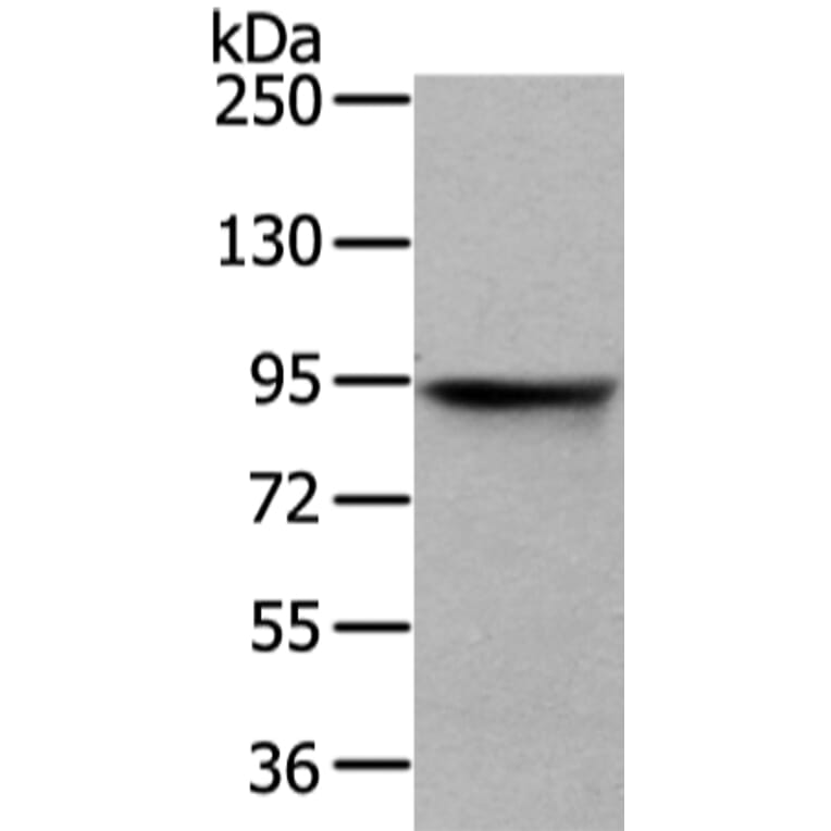 VIL1 Antibody from Signalway Antibody (42831) - Antibodies.com