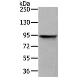 VIL1 Antibody from Signalway Antibody (42831) - Antibodies.com