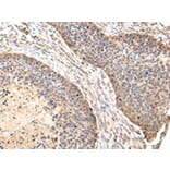 Immunohistochemistry - VIL1 Antibody from Signalway Antibody (42831) - Antibodies.com