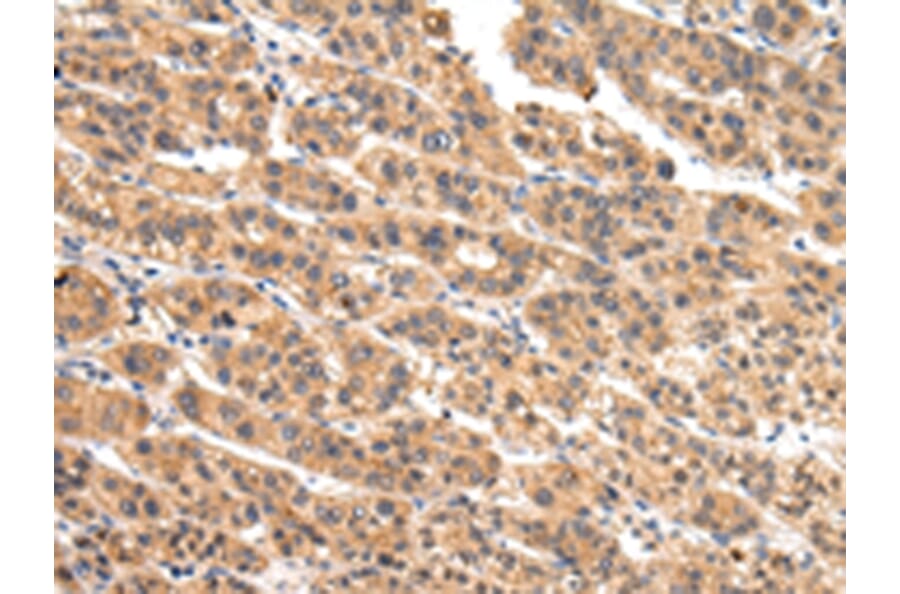 Immunohistochemistry - VIL1 Antibody from Signalway Antibody (42831) - Antibodies.com