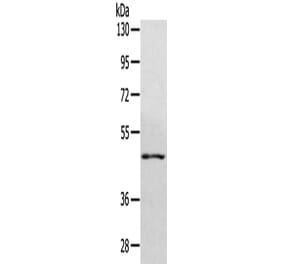 WDR4 Antibody from Signalway Antibody (42846) - Antibodies.com
