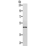 WDR4 Antibody from Signalway Antibody (42846) - Antibodies.com