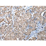 Immunohistochemistry - WDR4 Antibody from Signalway Antibody (42846) - Antibodies.com