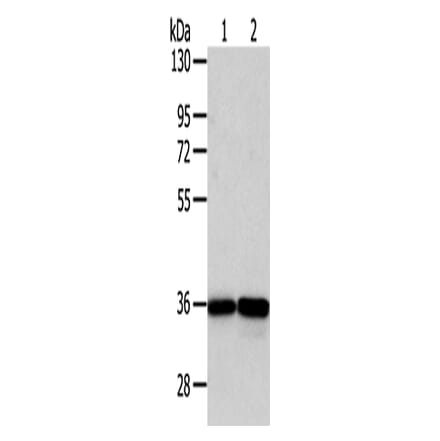 WDR5 Antibody from Signalway Antibody (42847) - Antibodies.com