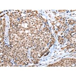 Immunohistochemistry - WDR5 Antibody from Signalway Antibody (42847) - Antibodies.com