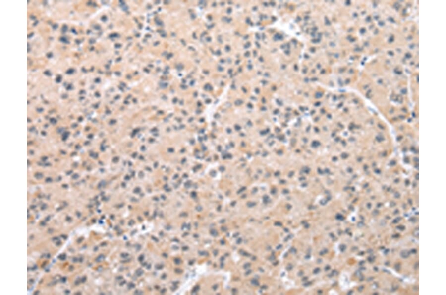 Immunohistochemistry - WDR5 Antibody from Signalway Antibody (42847) - Antibodies.com