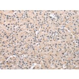Immunohistochemistry - WDR5 Antibody from Signalway Antibody (42847) - Antibodies.com