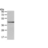 WIF1 Antibody from Signalway Antibody (42858) - Antibodies.com