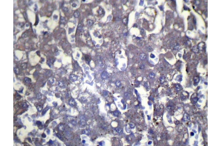 Immunohistochemistry - WIF1 Antibody from Signalway Antibody (42858) - Antibodies.com