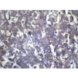 Immunohistochemistry - WIF1 Antibody from Signalway Antibody (42858) - Antibodies.com