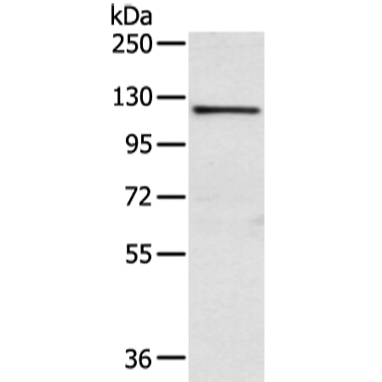 WWP1 Antibody from Signalway Antibody (42862) - Antibodies.com