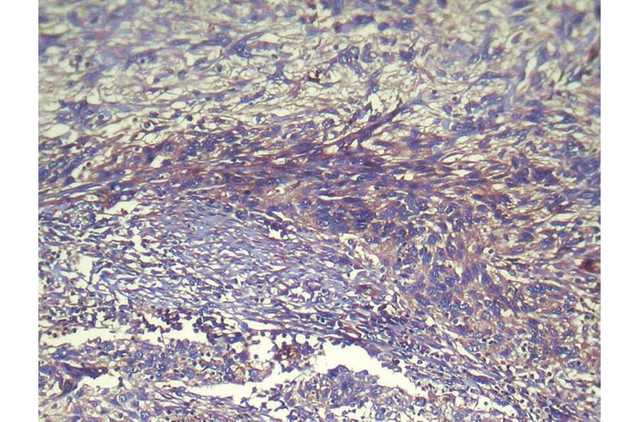 Immunohistochemistry - WWP1 Antibody from Signalway Antibody (42862) - Antibodies.com