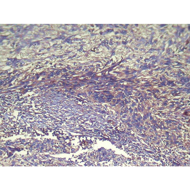 Immunohistochemistry - WWP1 Antibody from Signalway Antibody (42862) - Antibodies.com
