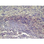 Immunohistochemistry - WWP1 Antibody from Signalway Antibody (42862) - Antibodies.com