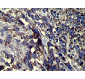 Immunohistochemistry - FMO5 Antibody from Signalway Antibody (42893) - Antibodies.com