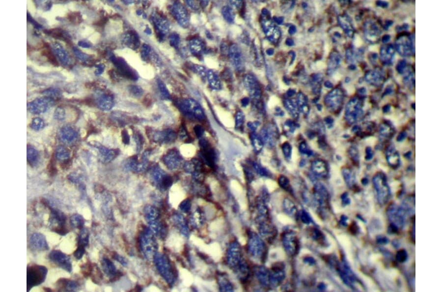 Immunohistochemistry - FMO5 Antibody from Signalway Antibody (42893) - Antibodies.com
