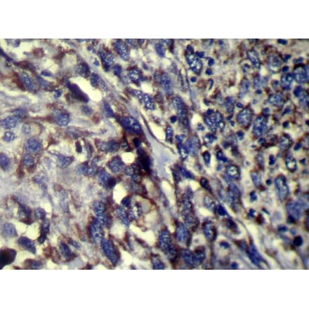 Immunohistochemistry - FMO5 Antibody from Signalway Antibody (42893) - Antibodies.com