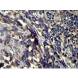 Immunohistochemistry - FMO5 Antibody from Signalway Antibody (42893) - Antibodies.com