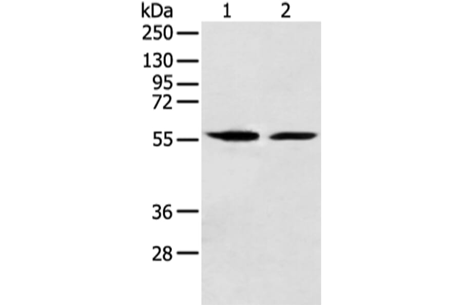 FMO5 Antibody from Signalway Antibody (42893) - Antibodies.com