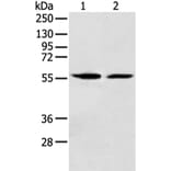 FMO5 Antibody from Signalway Antibody (42893) - Antibodies.com