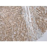 Immunohistochemistry - TBCA Antibody from Signalway Antibody (42897) - Antibodies.com