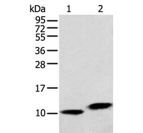 MPC1 Antibody from Signalway Antibody (42898) - Antibodies.com