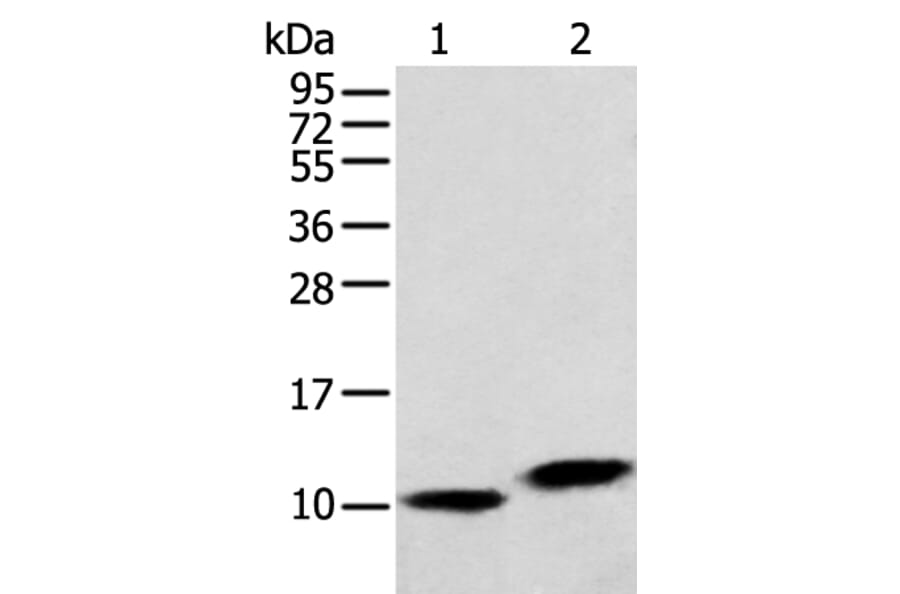 MPC1 Antibody from Signalway Antibody (42898) - Antibodies.com